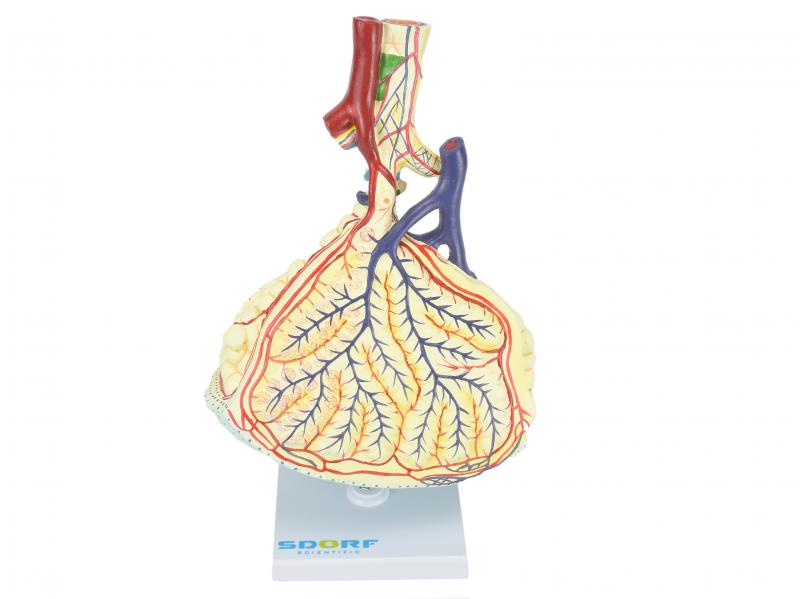 ALVÉOLO PULMONAR