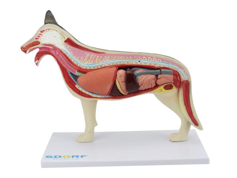 ANATOMIA DO CACHORRO EM 10 PARTES