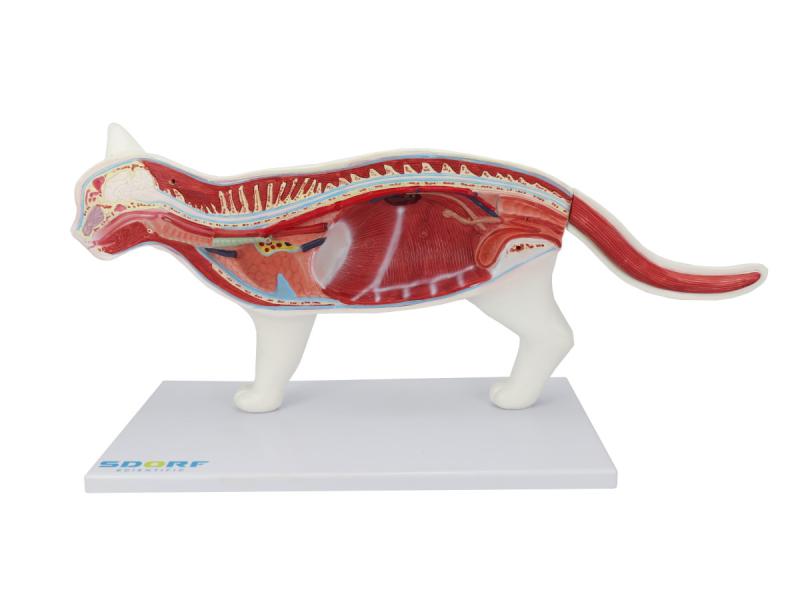 ANATOMIA DO GATO EM 12 PARTES