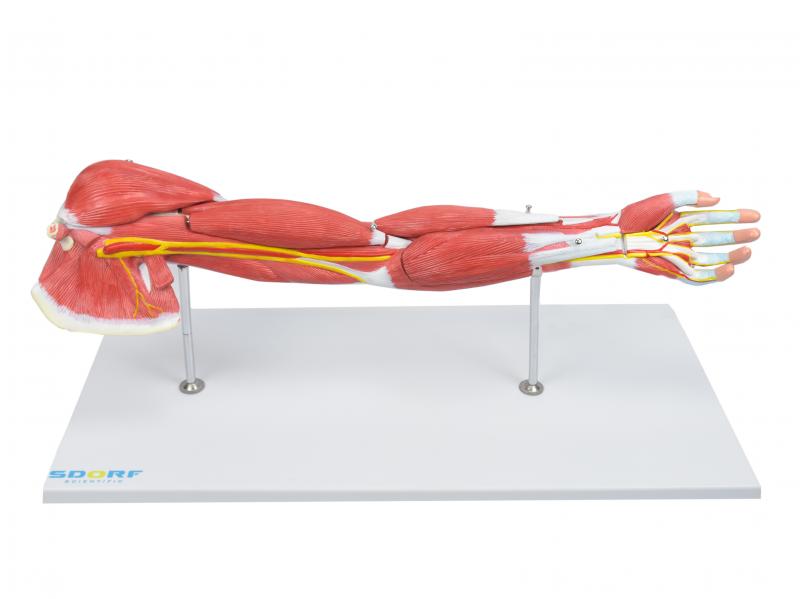 BRAÇO C/ MÚSCULOS DESTACÁVEIS, VASOS E NERVOS EM 7 PARTES