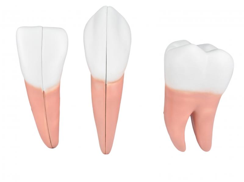 DENTES EM 6 PARTES (INCISIVO, CANINO E MOLAR)