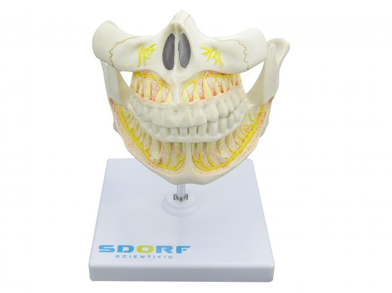 DENTIÇÃO ADULTA