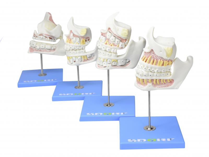 DESENVOLVIMENTO DA DENTIÇÃO EM 4 ETAPAS