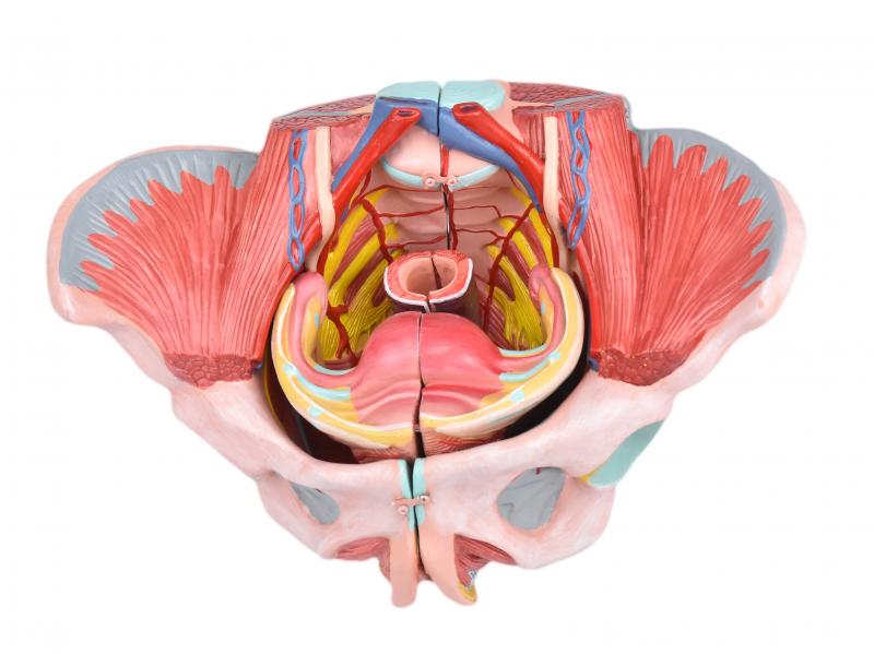 ESQUELETO PÉLVICO FEMININO C/ SISTEMA REPRODUTIVO EM 4 PARTES