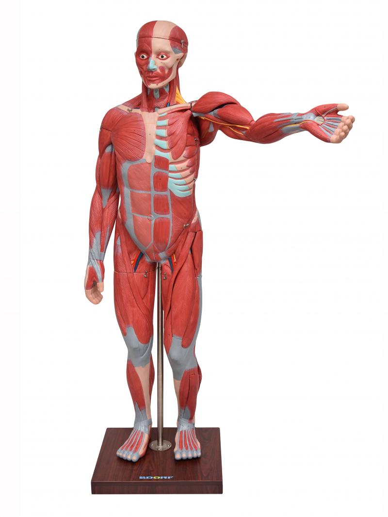 FIGURA MUSCULAR ASSEX. DE 1,70 CM C/ ÓRGÃOS INTERNOS EM 29 PARTES