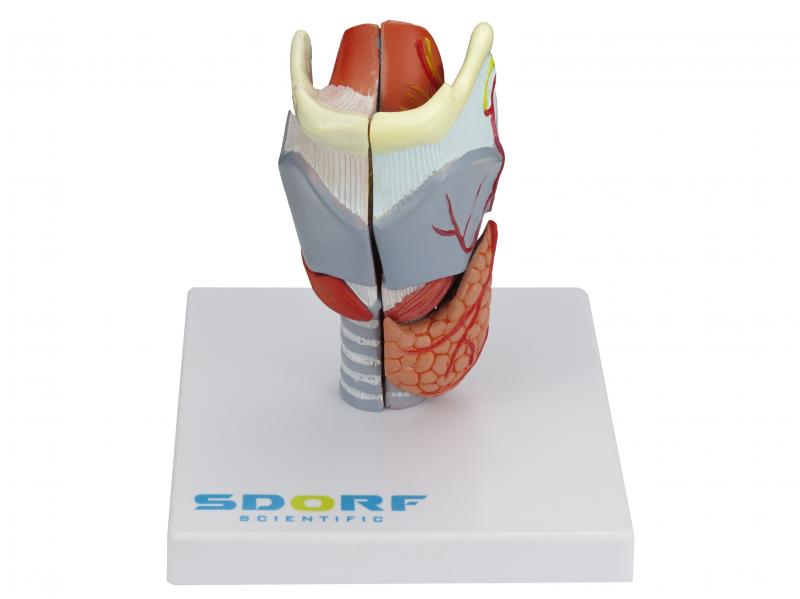 LARINGE HUMANA EM TAMANHO REAL C/ CARTILAGEM EM 5 PARTES