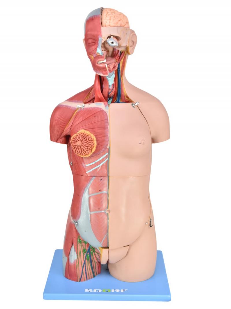 TORSO BISSEXUAL MUSCULAR LUXO DE 85CM C/ ÓRGÃOS INTERNO EM 32 PARTES