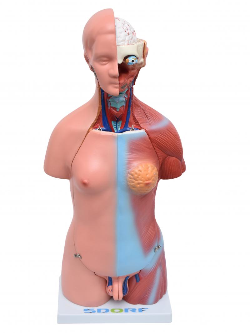 TORSO HUMANO BISSEXUAL C/ ABERTURA NAS COSTAS DE 45 CM C/ 23 PARTES