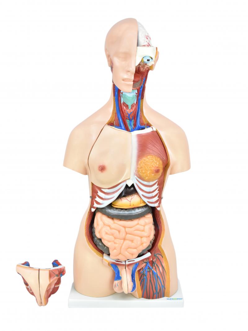 TORSO HUMANO BISSEXUAL C/ ABERTURA NAS COSTAS DE 85 CM C/ 24 PARTES